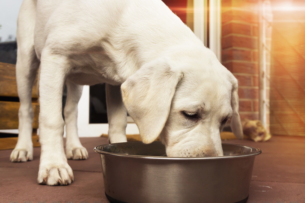 Kiedy warto karmić naszego psa mokrą karmą?
