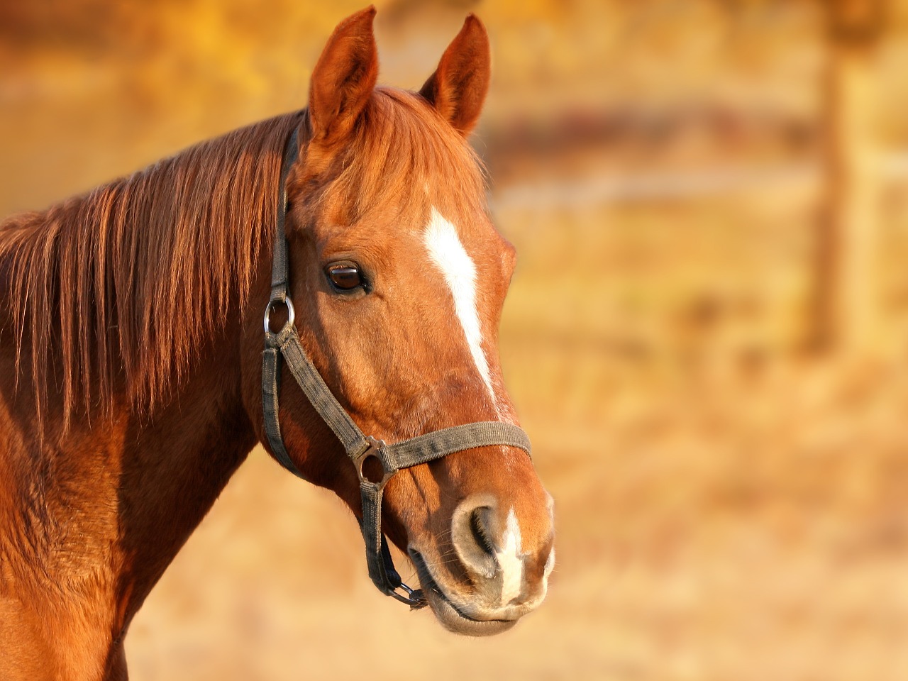 Pasze i suplementy dla koni – co warto wiedzieć?